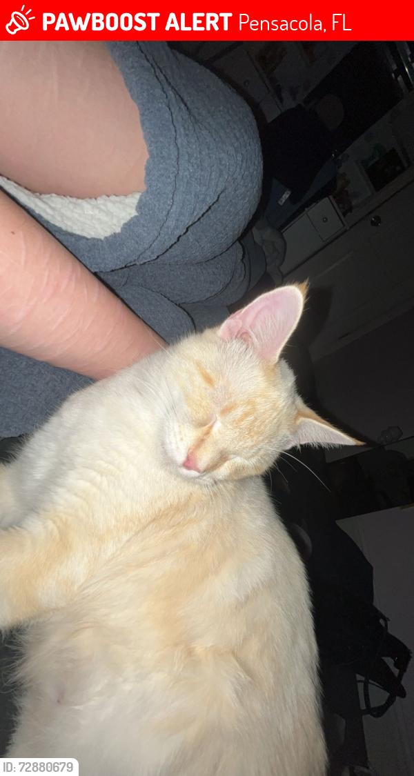 Lost Male Cat last seen  n, Pensacola, FL 32507