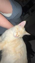 Lost Male Cat last seen  n, Pensacola, FL 32507