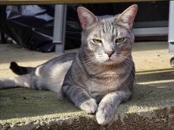 Lost Male Cat last seen Barnwell rd, near holcomb bridge, Johns Creek, GA 30022