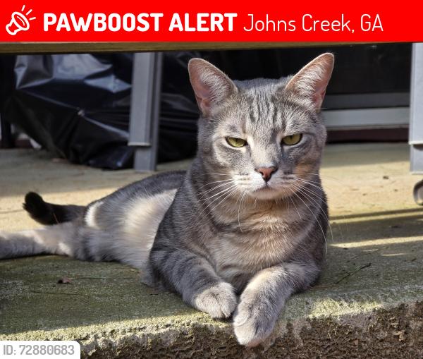 Lost Male Cat last seen Barnwell rd, near holcomb bridge, Johns Creek, GA 30022
