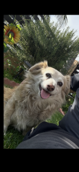 Lost Male Dog last seen Gay st and 65th st, Inglewood, CA 90302