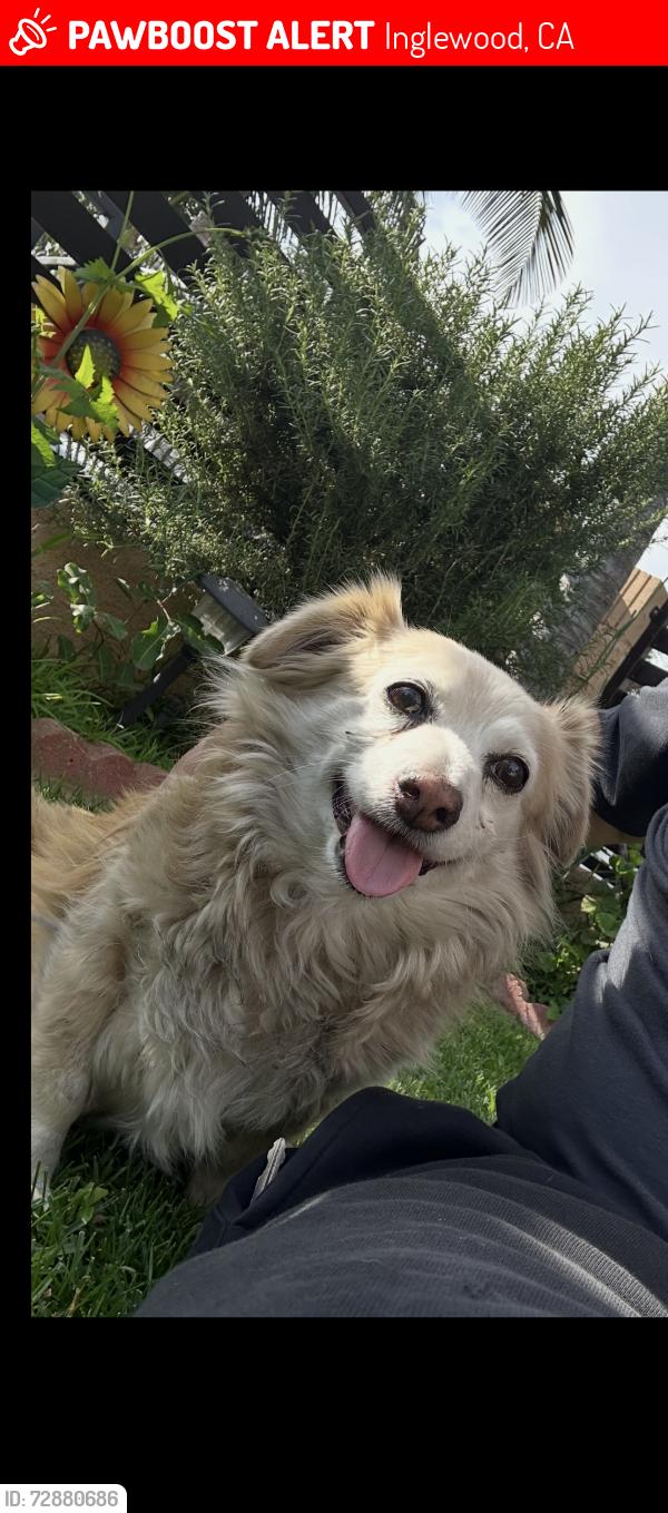 Lost Male Dog last seen Gay st and 65th st, Inglewood, CA 90302