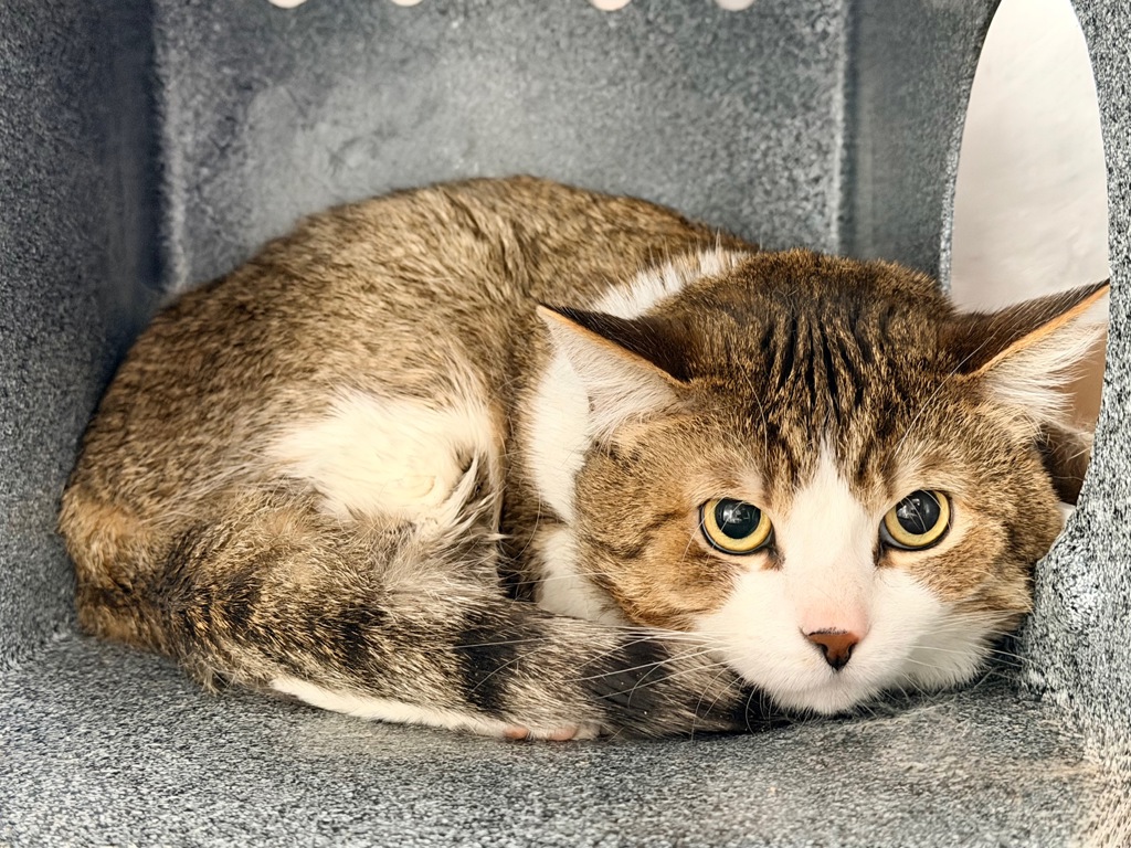 Shelter Stray Male Cat last seen Near Willet Avenue, BRONX, NY, 10467, New York, NY 10029