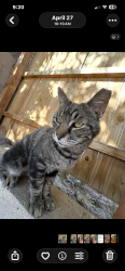 Lost Male Cat last seen DeVargas/114th, Albuquerque, NM 87121