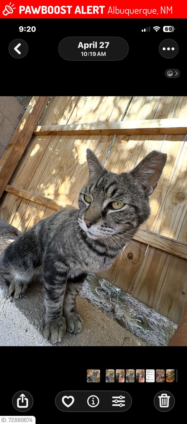 Lost Male Cat last seen DeVargas/114th, Albuquerque, NM 87121