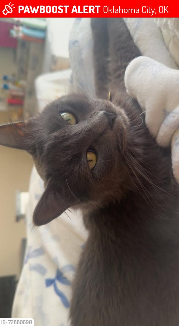 Lost Male Cat last seen NW 87th Street , Oklahoma City, OK 73114