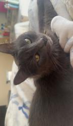 Lost Male Cat last seen NW 87th Street , Oklahoma City, OK 73114