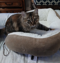 Lost Female Cat last seen Alton dr,  Blossom lane, Washington st, Lemon Grove, CA 91945