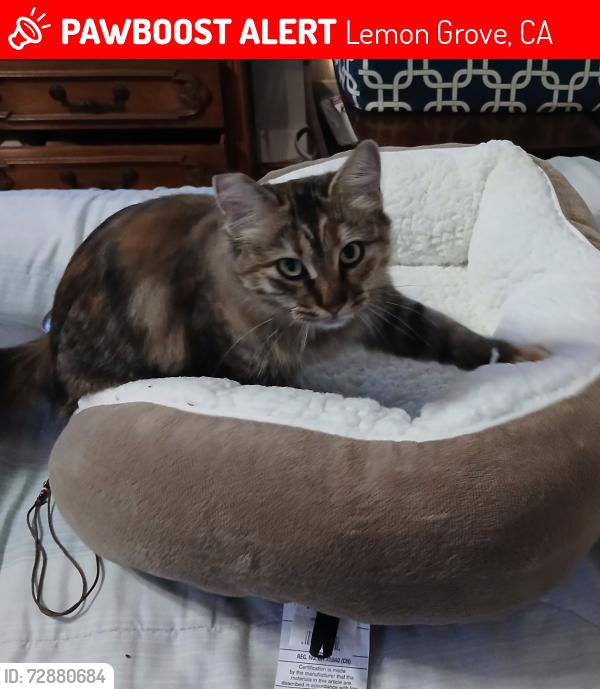 Lost Female Cat last seen Alton dr,  Blossom lane, Washington st, Lemon Grove, CA 91945