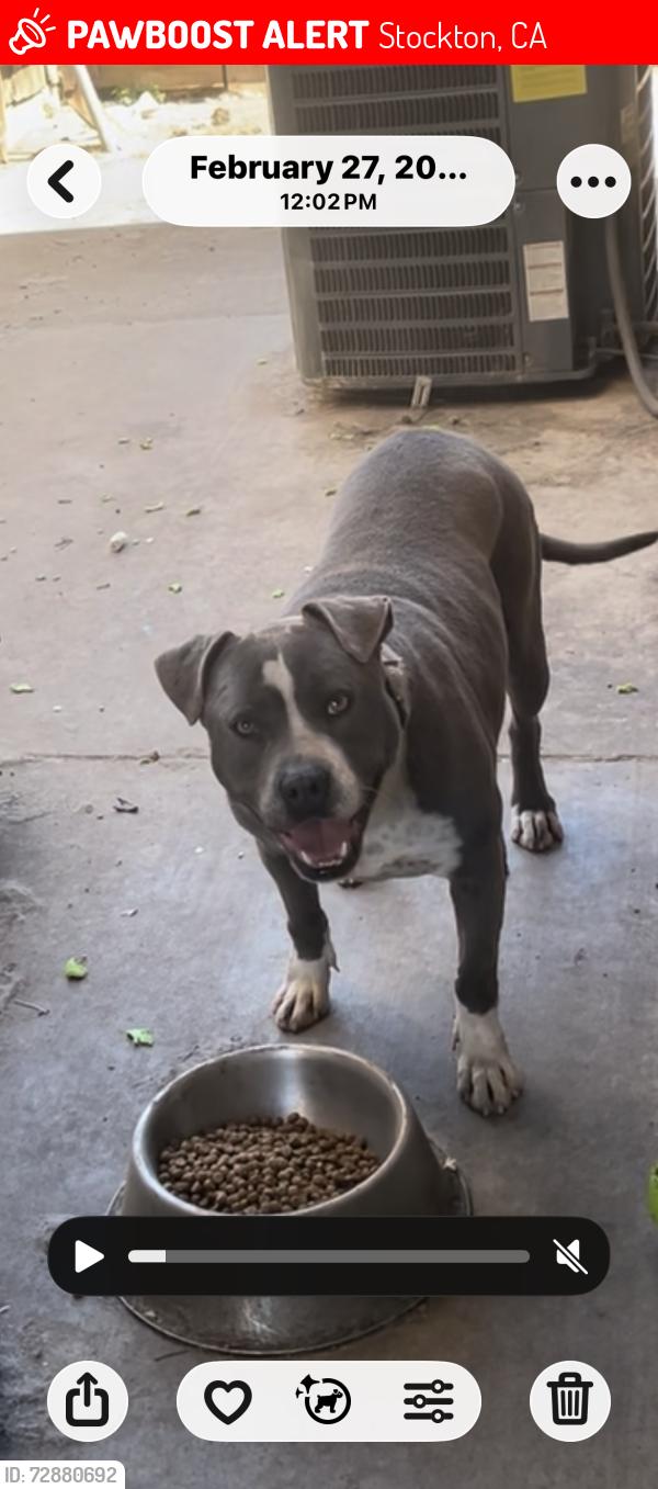 Lost Female Dog last seen Aurora street , Stockton, CA 95206