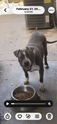 Lost Female Dog last seen Aurora street , Stockton, CA 95206
