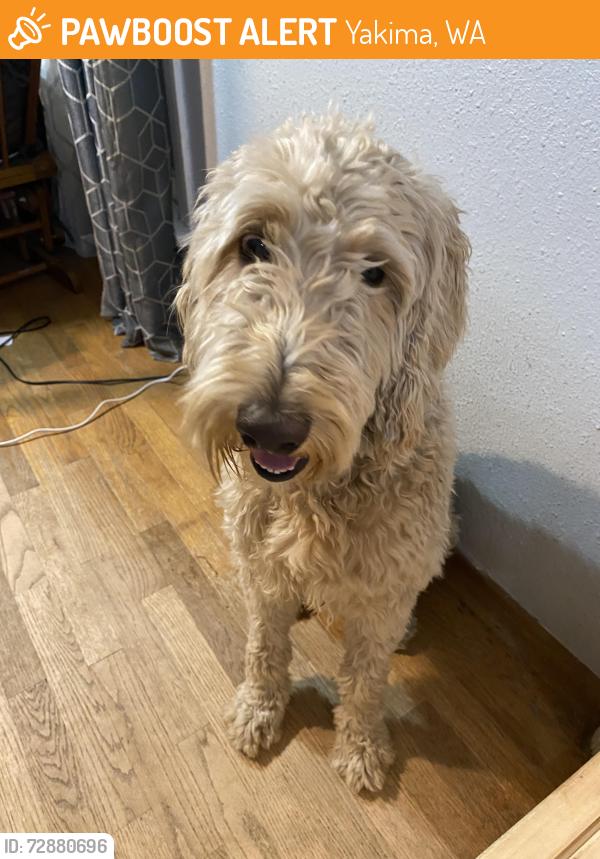 Found/Stray Unknown Dog last seen 16th and Lincoln Ave, Yakima WA. , Yakima, WA 98902