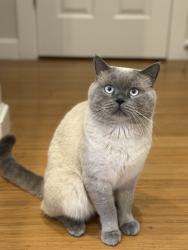 Lost Male Cat last seen 178th ave, Vancouver, WA 98684