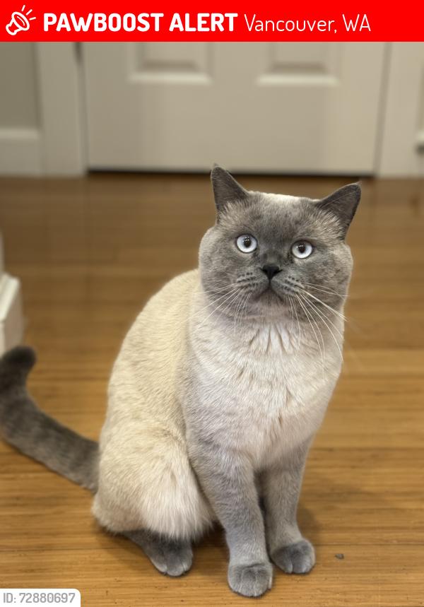 Lost Male Cat last seen 178th ave, Vancouver, WA 98684