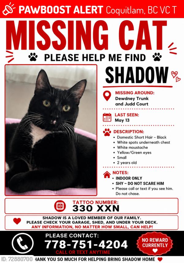 Lost Male Cat last seen Dewdney truck and Westwood , Coquitlam, BC V3C 4T9