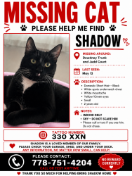Lost Male Cat last seen Dewdney truck and Westwood , Coquitlam, BC V3C 4T9