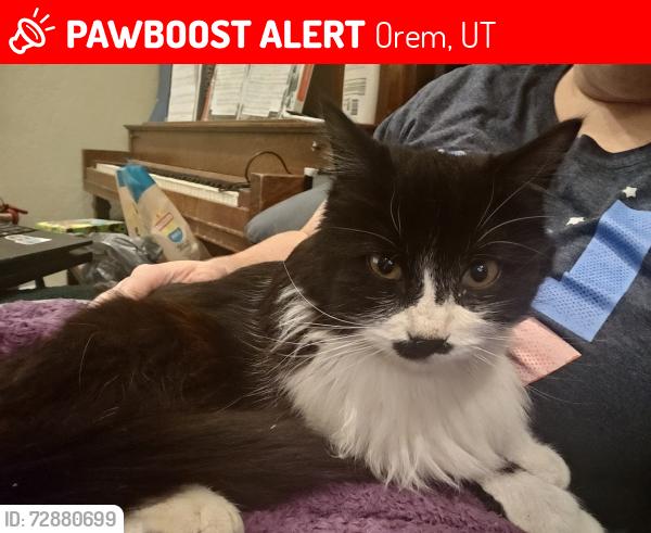 Lost Female Cat last seen Springwater park , Orem, UT 84058