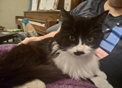 Lost Female Cat last seen Springwater park , Orem, UT 84058