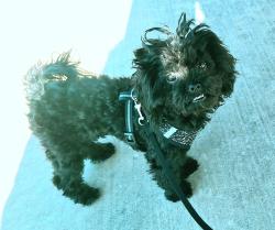 Lost Female Dog last seen Stratosphere , Las Vegas, NV 89102