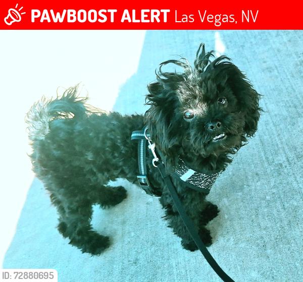 Lost Female Dog last seen Stratosphere , Las Vegas, NV 89102