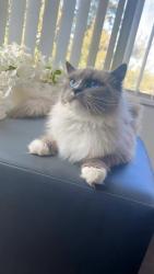 Reunited Female Cat last seen Willow place apmts , Houston, TX 77064