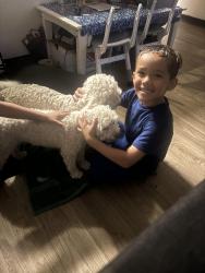 Found/Stray Male Dog last seen Westside of tulare. Meadow Dr , Tulare, CA 93274