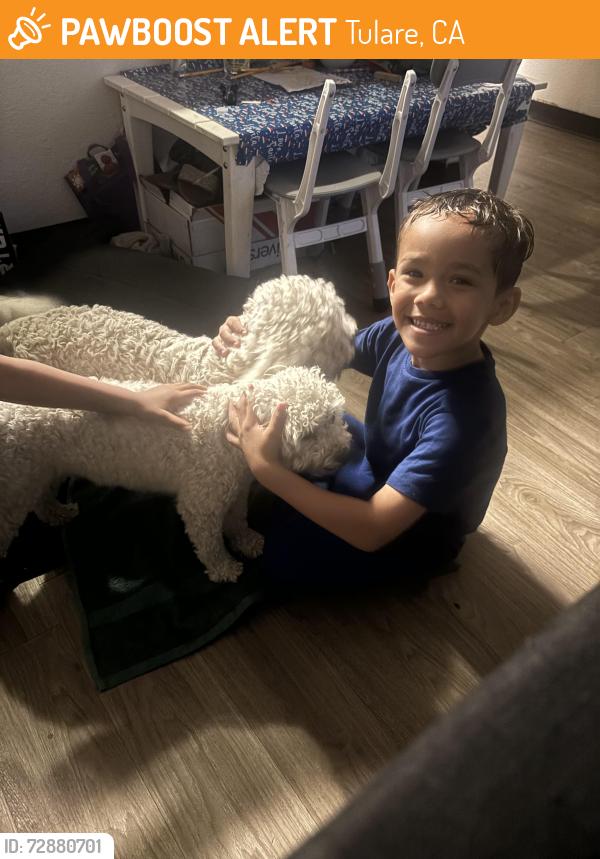 Found/Stray Male Dog last seen Westside of tulare. Meadow Dr , Tulare, CA 93274