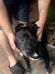 Found/Stray Male Dog last seen Settlers Pointe, Tampa, FL 33603