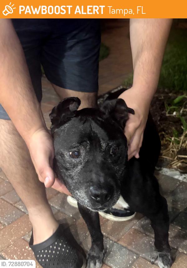 Found/Stray Male Dog last seen Settlers Pointe, Tampa, FL 33603