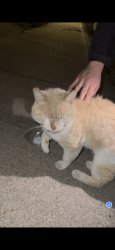 Found/Stray Male Cat last seen michigan st, Hammond, IN 46320