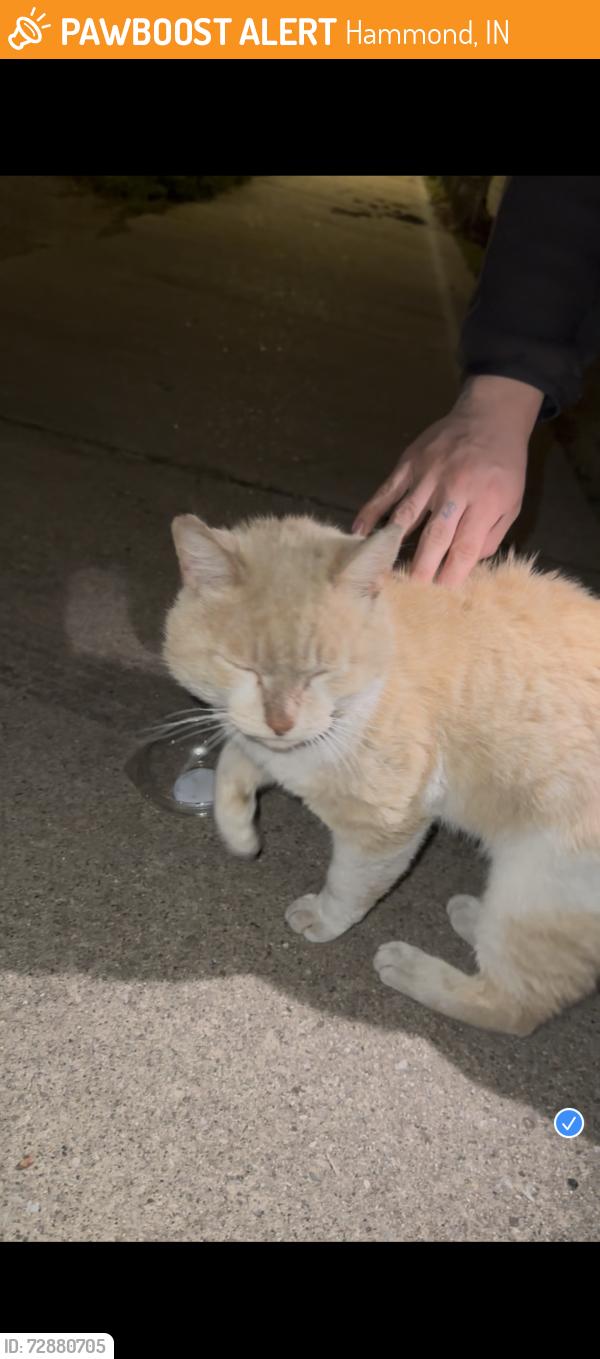 Found/Stray Male Cat last seen michigan st, Hammond, IN 46320