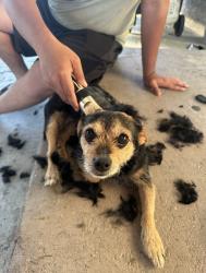 Lost Female Dog last seen Elm avenue fontana , Fontana, CA 92335
