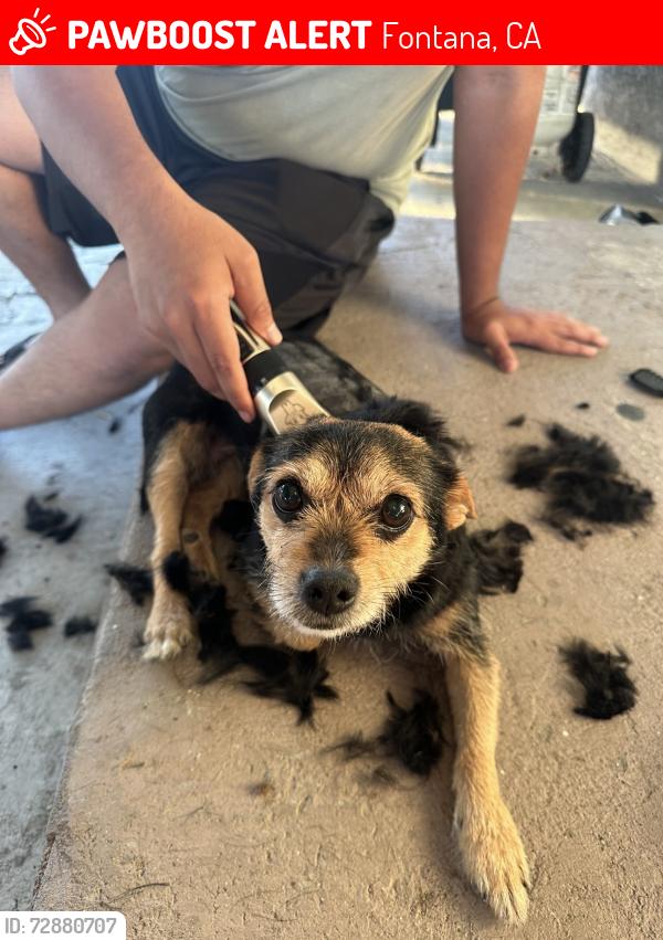Lost Female Dog last seen Elm avenue fontana , Fontana, CA 92335
