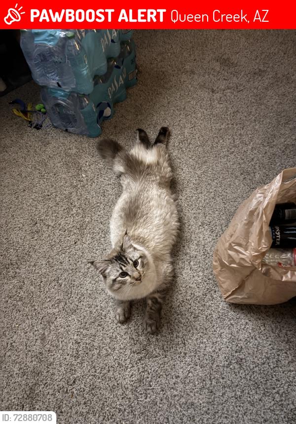 Lost Male Cat last seen 217th street and rosa road, Queen Creek, AZ 85142