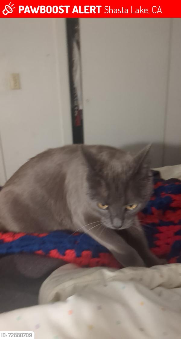 Lost Female Cat last seen Lake Blvd, Shasta Lake, CA 96019