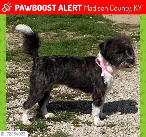 Lost Female Dog last seen Bethlehem road waco ky , Madison County, KY 40385