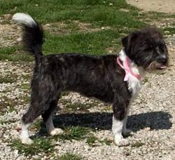 Lost Female Dog last seen Bethlehem road waco ky , Madison County, KY 40385