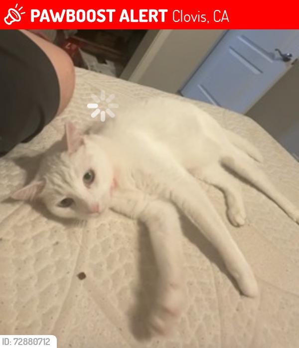 Lost Female Cat last seen Locan and Ashcroft , Clovis, CA 93619