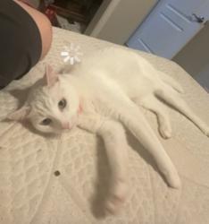Lost Female Cat last seen Locan and Ashcroft , Clovis, CA 93619