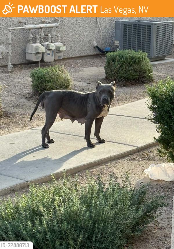 Found/Stray Female Dog last seen Pechos and Bonanza , Las Vegas, NV 89110
