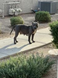 Found/Stray Female Dog last seen Pechos and Bonanza , Las Vegas, NV 89110