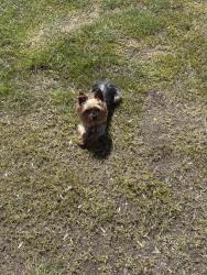 Lost Male Dog last seen no big land marks only thing would be our neighbor in front has a big foot outline, North Plains, OR 97133