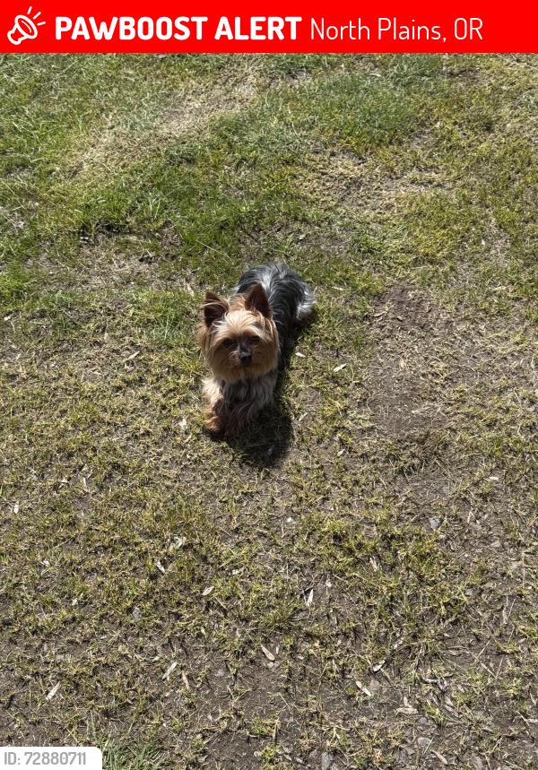 Lost Male Dog last seen no big land marks only thing would be our neighbor in front has a big foot outline, North Plains, OR 97133