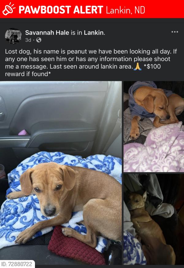 Lost Male Dog last seen County road 15 , Lankin, ND 58250