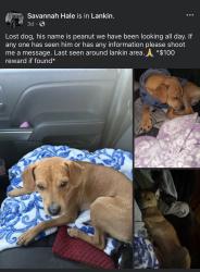 Lost Male Dog last seen County road 15 , Lankin, ND 58250