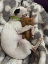 Found/Stray Female Dog last seen  W Kearney Blvd, Fresno, CA 93706, Fresno, CA 93706