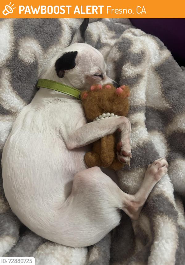 Found/Stray Female Dog last seen  W Kearney Blvd, Fresno, CA 93706, Fresno, CA 93706
