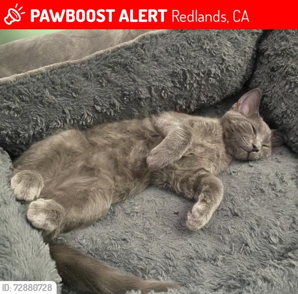 Lost Male Cat last seen Ardmore Circle, Lyttle St, Redlands, CA 92374