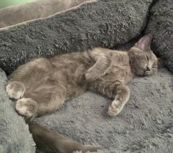 Lost Male Cat last seen Ardmore Circle, Lyttle St, Redlands, CA 92374
