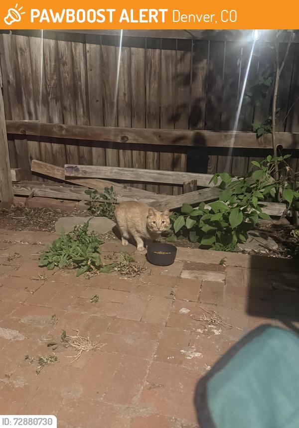 Found/Stray Unknown Cat last seen E 12th Ave & Downing, Denver, CO 80218